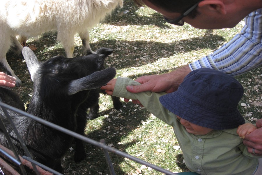 ../image/petting zoo at church 8.jpg